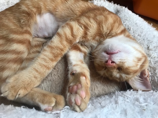 ひまわりちゃん、募集開始します!_f0242002_09341891.jpg