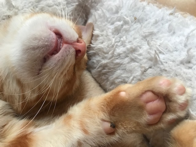 ひまわりちゃん、募集開始します!_f0242002_09342764.jpg