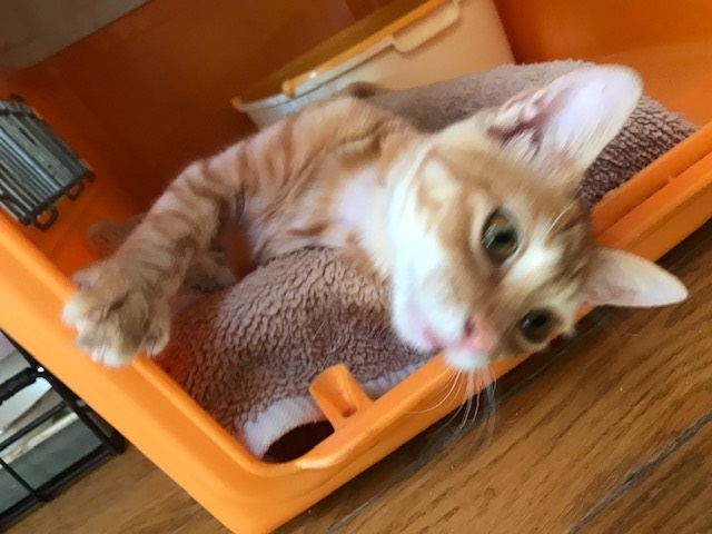 ひまわりちゃん、募集開始します!_f0242002_09475070.jpg