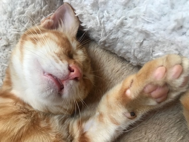 ひまわりちゃん、募集開始します!_f0242002_09483735.jpg