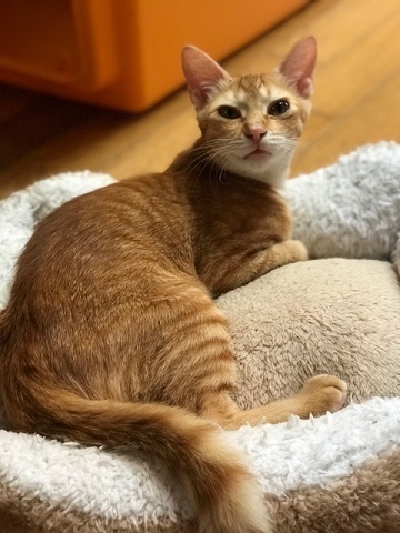 ひまわりちゃん、募集開始します!_f0242002_09494943.jpg