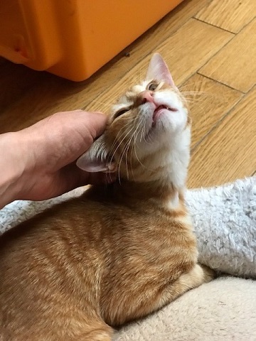ひまわりちゃん、募集開始します!_f0242002_09495940.jpg