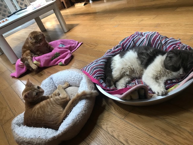 ひまわりちゃん、募集開始します!_f0242002_09501294.jpg