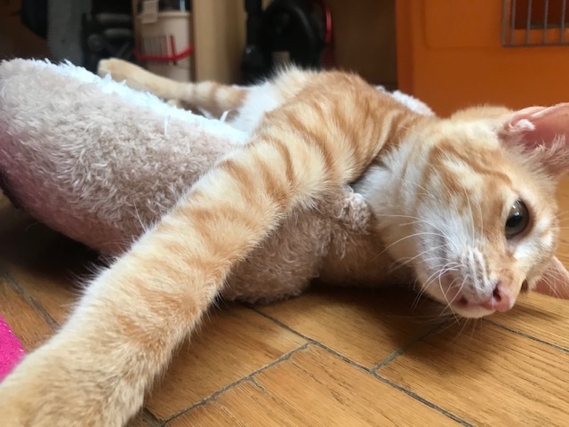 ひまわりちゃん、募集開始します!_f0242002_09501632.jpg