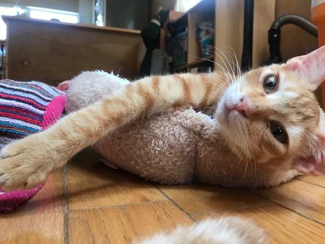 ひまわりちゃん、募集開始します!_f0242002_09502289.jpg