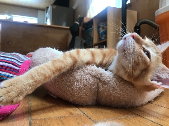 ひまわりちゃん、募集開始します!_f0242002_09502755.jpg