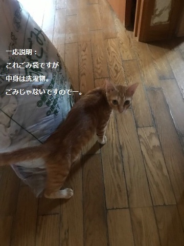 ひまわりちゃん、募集開始します!_f0242002_09514860.jpg