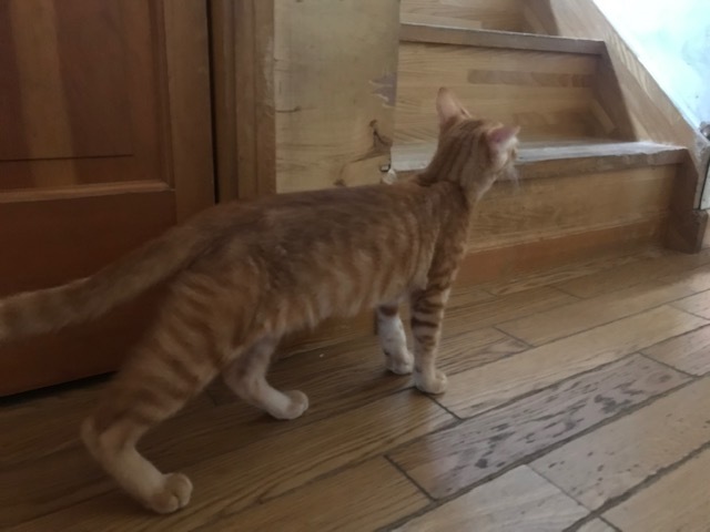 ひまわりちゃん、募集開始します!_f0242002_09515574.jpg
