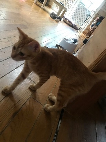 ひまわりちゃん、募集開始します!_f0242002_09520192.jpg