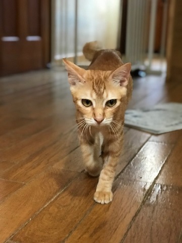 ひまわりちゃん、募集開始します!_f0242002_09520670.jpg