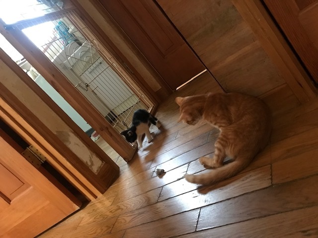 ひまわりちゃん、募集開始します!_f0242002_09570282.jpg