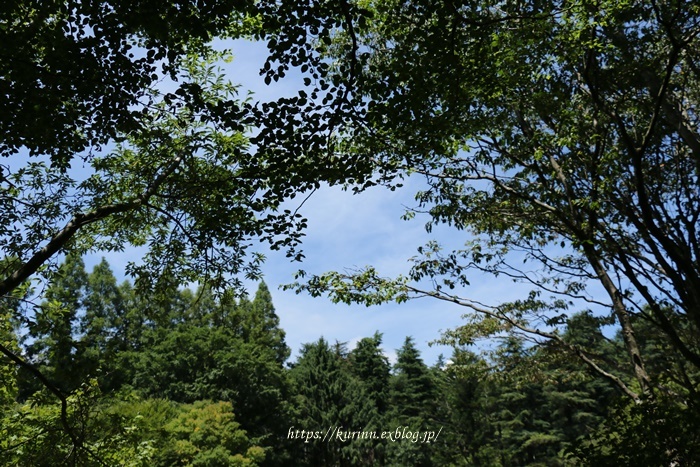 涼を求めて～♪　六甲高山植物園_a0123003_09235273.jpg