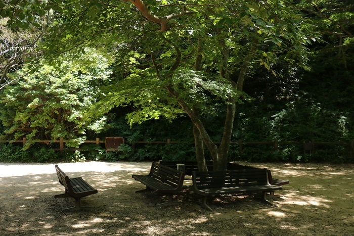 涼を求めて～♪　六甲高山植物園_a0123003_09251795.jpg