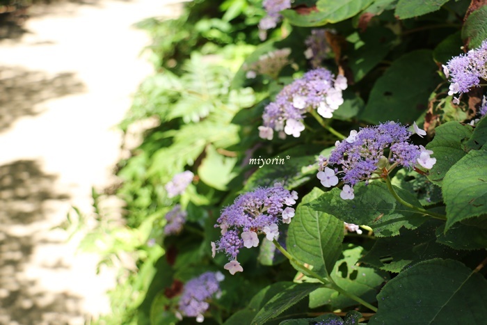 涼を求めて～♪　六甲高山植物園_a0123003_09265316.jpg