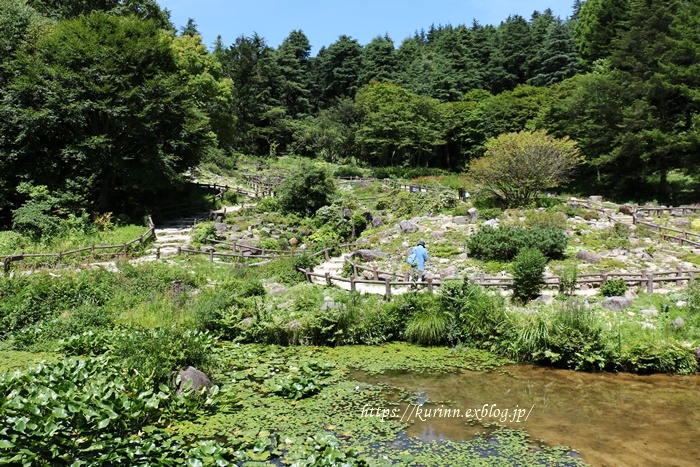 涼を求めて～♪　六甲高山植物園_a0123003_09281355.jpg