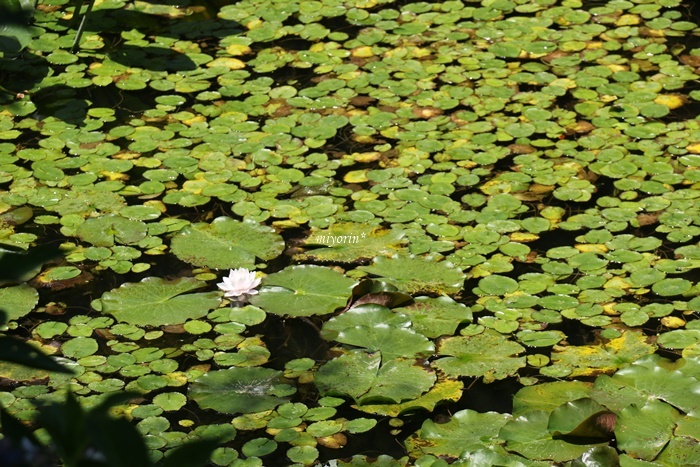 涼を求めて～♪　六甲高山植物園_a0123003_09284687.jpg