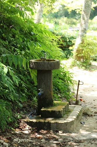 涼を求めて～♪　六甲高山植物園_a0123003_09292070.jpg