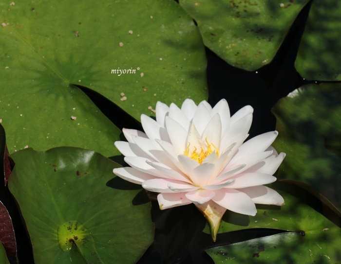 涼を求めて～♪　六甲高山植物園_a0123003_09314447.jpg