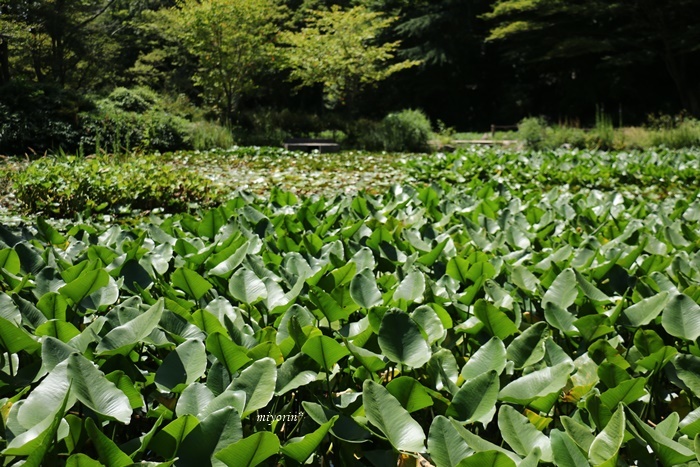 涼を求めて～♪　六甲高山植物園_a0123003_09333439.jpg