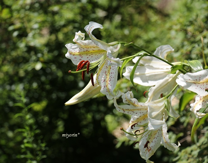 涼を求めて～♪　六甲高山植物園_a0123003_09375841.jpg