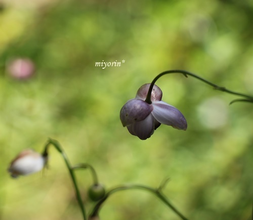 涼を求めて～♪　六甲高山植物園_a0123003_09381578.jpg