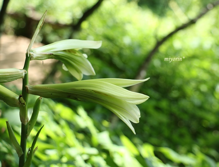 涼を求めて～♪　六甲高山植物園_a0123003_09383836.jpg