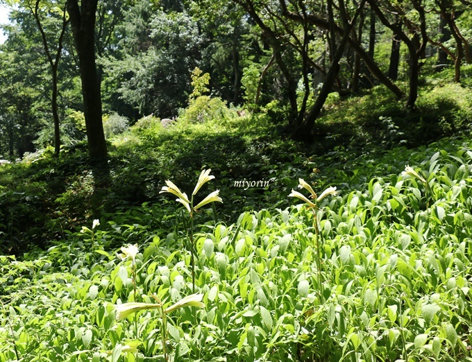 涼を求めて～♪　六甲高山植物園_a0123003_09443926.jpg