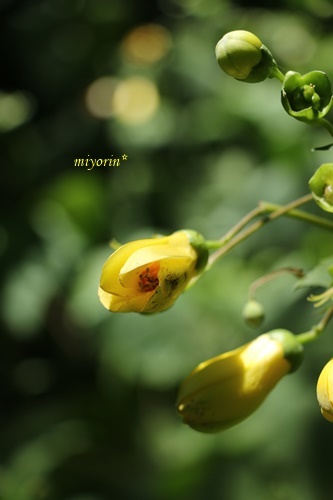 涼を求めて～♪　六甲高山植物園_a0123003_09453336.jpg