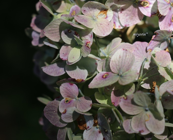 涼を求めて～♪　六甲高山植物園_a0123003_09490960.jpg