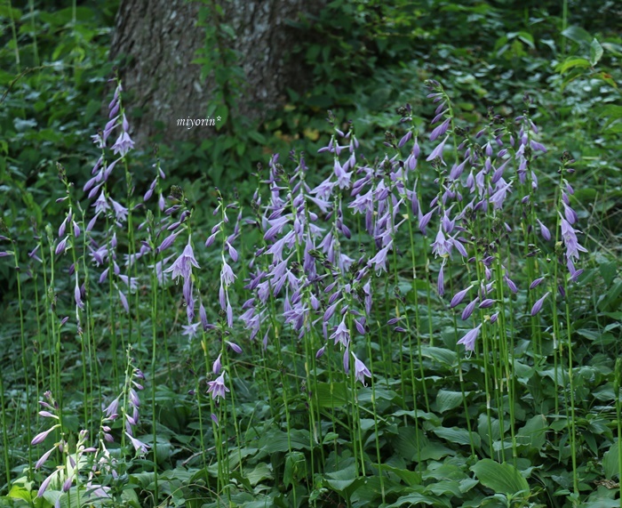 涼を求めて～♪　六甲高山植物園_a0123003_09493340.jpg