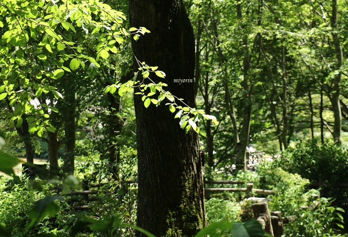 涼を求めて～♪　六甲高山植物園_a0123003_09504109.jpg