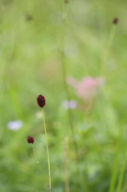 湿原④　花との出会い＃２　_a0357206_22333321.jpg