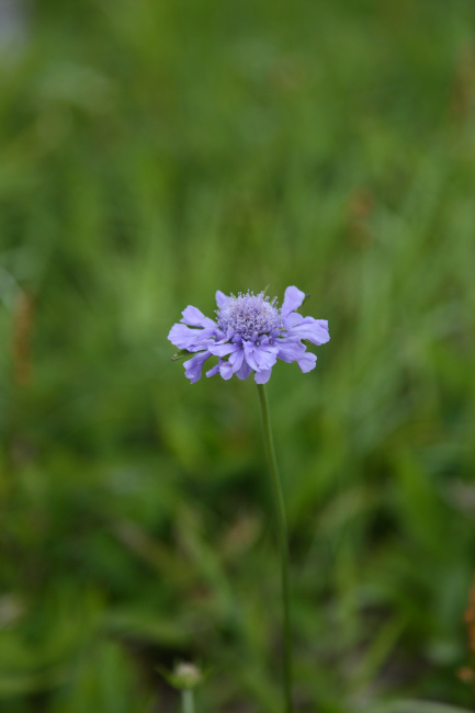 湿原④　花との出会い＃２　_a0357206_22354628.jpg