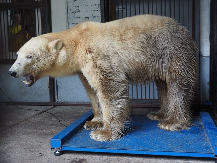 ロシア・クラスノヤルスク動物園で保護されている野生孤児個体、体重が増加の軌道へ ～ 園長さんの語る近況_a0151913_3281587.jpg