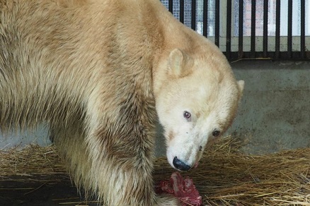 ロシア・クラスノヤルスク動物園で保護されている野生孤児個体、体重が増加の軌道へ ～ 園長さんの語る近況_a0151913_335141.jpg