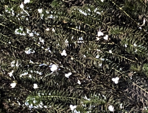 a0315918_11155614.jpeg