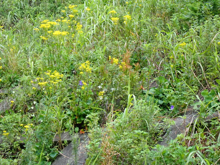 f0193521_77462.jpg