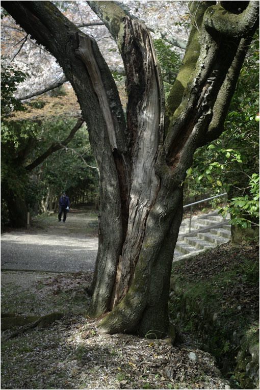 2104 静謐（2019年8月13日フォコター50㎜F1.5がアーシングウッドの気を捉え）_b0226423_21314625.jpg