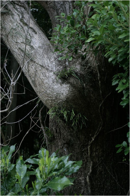 2104 静謐（2019年8月13日フォコター50㎜F1.5がアーシングウッドの気を捉え）_b0226423_21335109.jpg