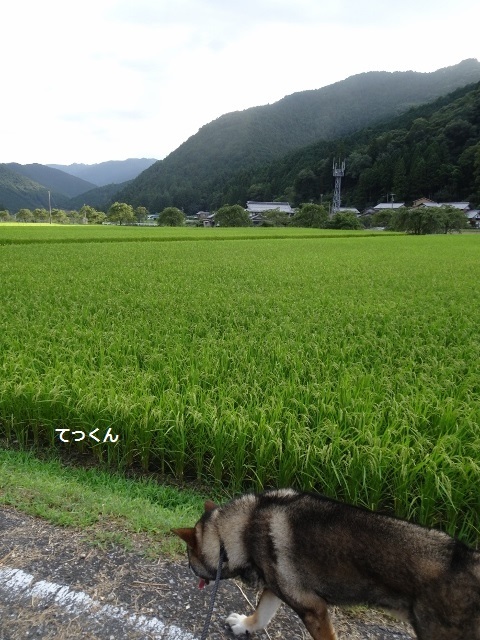 f0143123_20150611.jpg