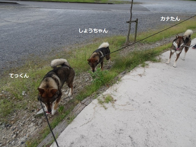 f0143123_20210465.jpg
