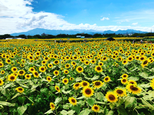 座間のひまわり畑。_b0048834_08115752.jpg