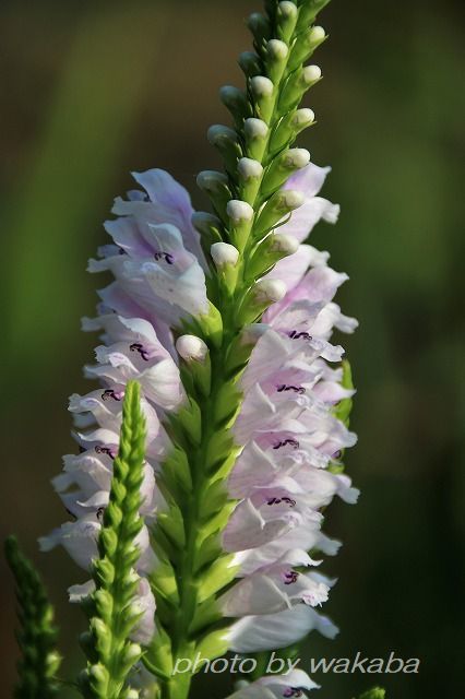 e0052135_14054808.jpg