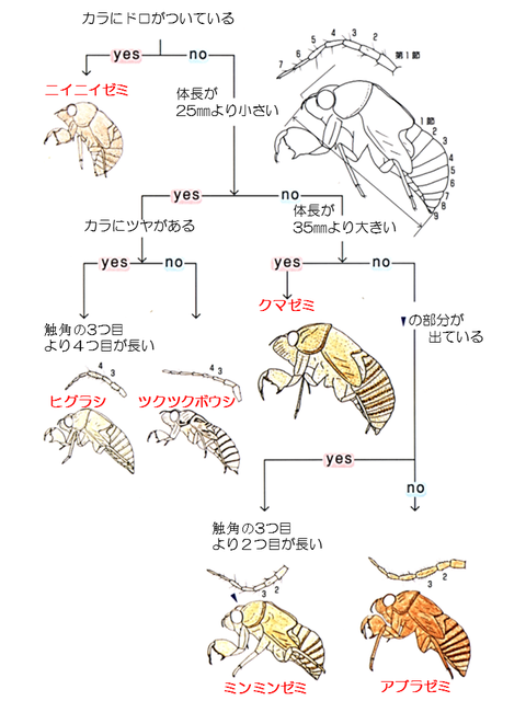 セミの抜け殻から種類判別 自然のキャンバス