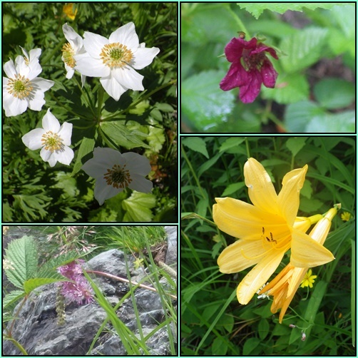 北ア遠征・・・白馬岳で見たお花_e0164643_19424007.jpg