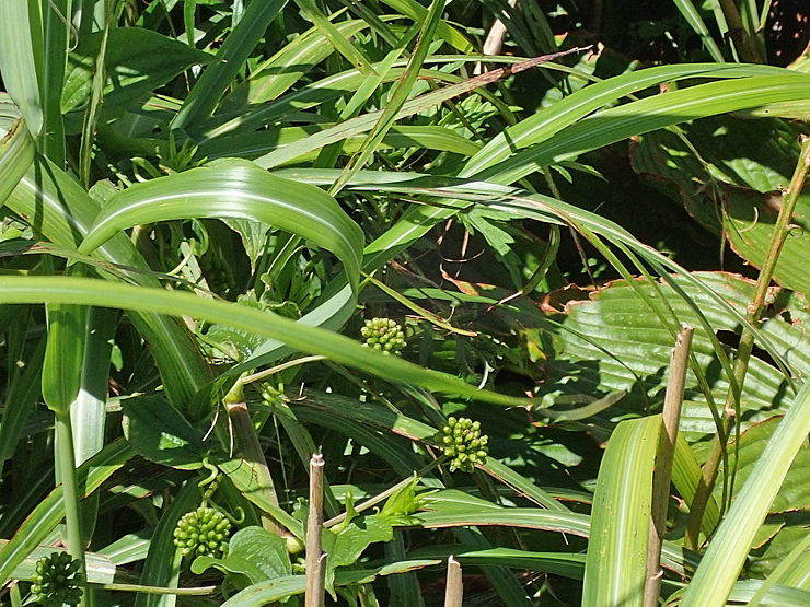 f0214649_04594848.jpg