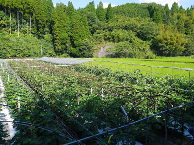 甘熟いちじく 令和元年度初出荷!大好評販売中!美味しい上に消化促進、二日酔い防止効果も期待できます!_a0254656_16175706.jpg