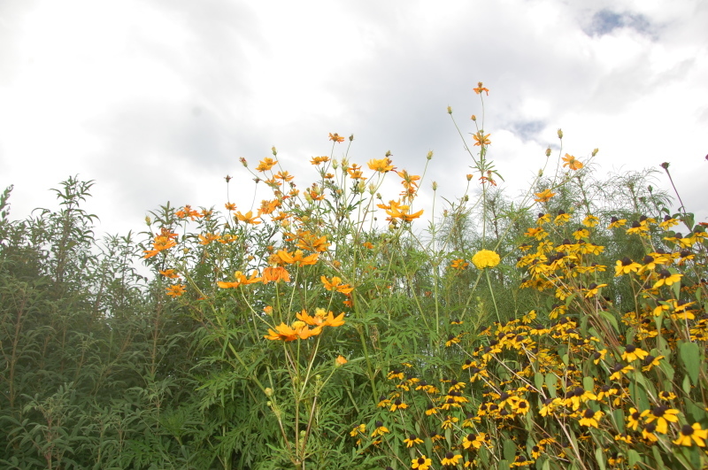 c0108460_13424746.jpg
