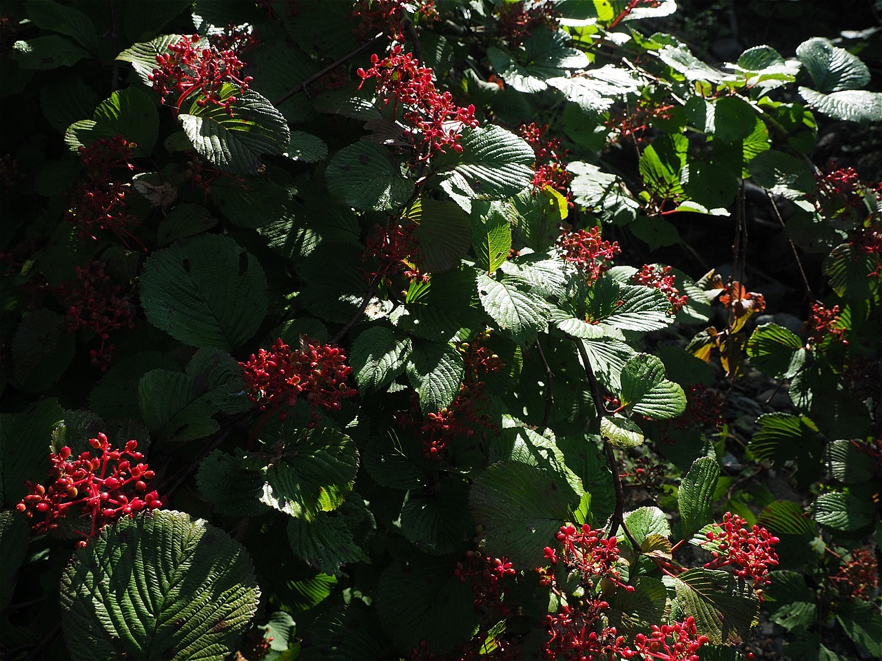 c0237264_18471349.jpg