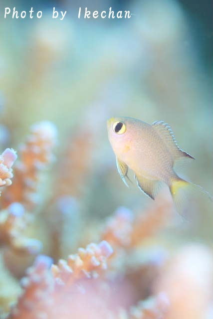 ど~~~って事のない ~ヒレグロスズメダイ幼魚_a0155467_20000716.jpg
